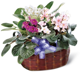 African Violets In Waterford Michigan Jacobsen's Flowers